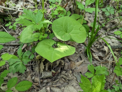 Asarum reflexum (Reflexed Wild Ginger) (alternate view 2)