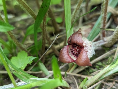 Asarum reflexum (Reflexed Wild Ginger)