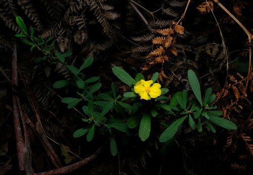 Hibbertia obtusifolia (grey guinea flower) (alternate view 4)