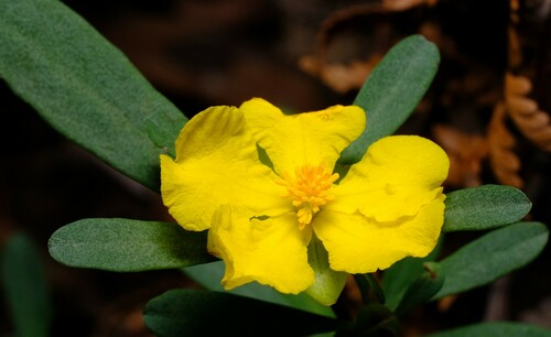 Hibbertia obtusifolia (grey guinea flower) (alternate view 3)