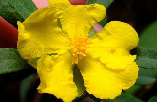 Hibbertia obtusifolia (grey guinea flower) (alternate view 5)