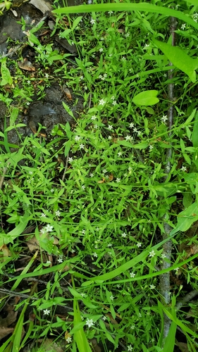 Stellaria alsine (Bog Stitchwort)