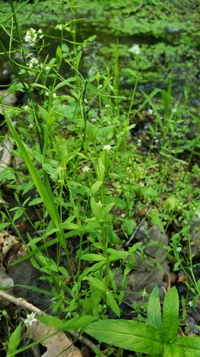 Stellaria alsine (Bog Stitchwort)