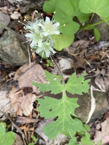 Hydrophyllum macrophyllum (Large-leaf water leaf) (alternate view 6)