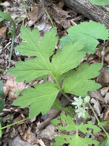 Hydrophyllum macrophyllum (Large-leaf water leaf) (alternate view 7)