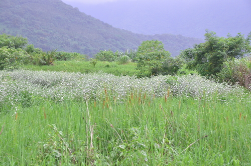Typha orientalis (Oriental Cattail) (alternate view 4)
