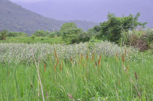 Typha orientalis (Oriental Cattail) (alternate view 3)