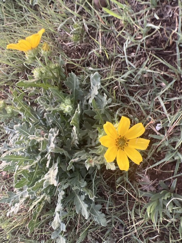 Engelmannia peristenia (Engelmann daisy) (alternate view 7)