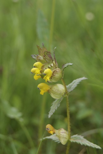 Rhinanthus minor (Yellow Rattle)