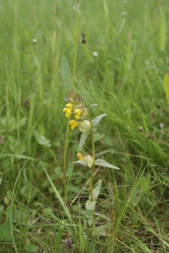 Rhinanthus minor (Yellow Rattle)