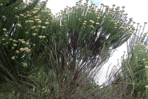 Metalasia (Blombushes)