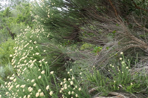 Metalasia (Blombushes) (alternate view 3)