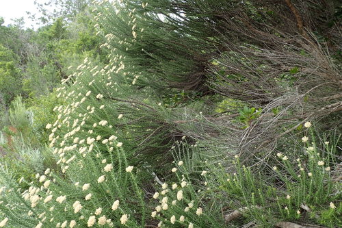 Metalasia (Blombushes) (alternate view 4)