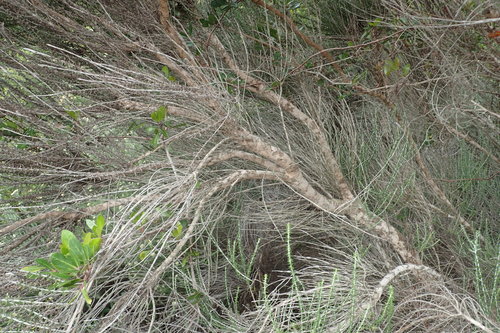 Metalasia (Blombushes) (alternate view 5)