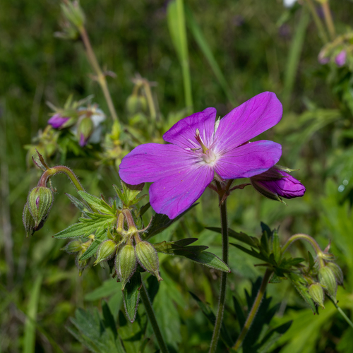 Geranium oreganum (Western Geranium) (alternate view 4)
