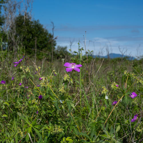 Geranium oreganum (Western Geranium) (alternate view 3)