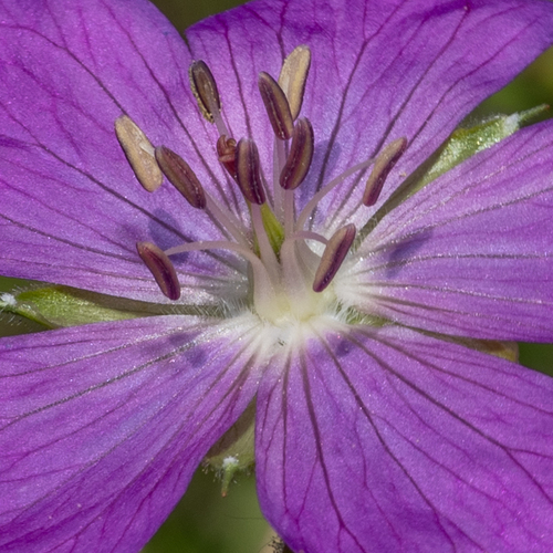 Geranium oreganum (Western Geranium) (alternate view 5)