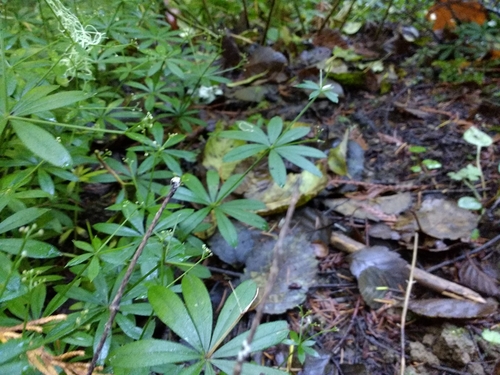 Galium odoratum (sweet woodruff) (alternate view 5)