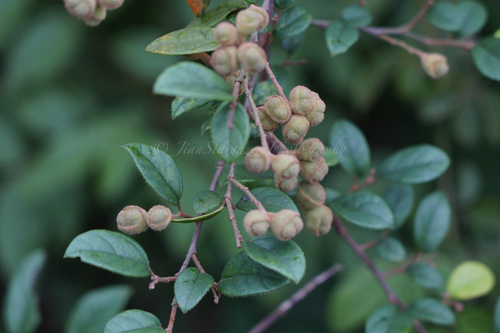 Loropetalum chinense (Jazz Hands® Pink Loropetalum) (alternate view 6)