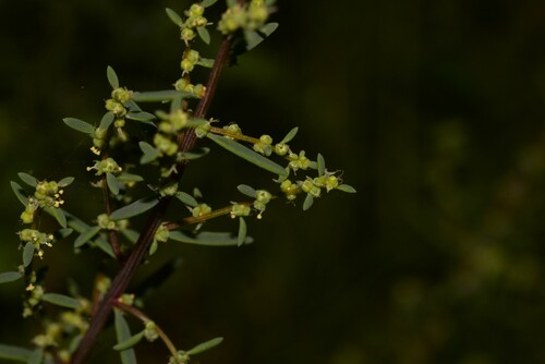 Suaeda australis (Austral Seablite) (alternate view 5)