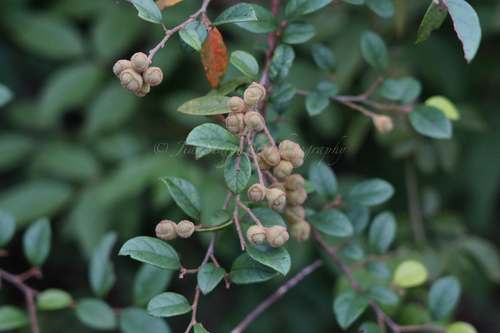 Loropetalum chinense (Jazz Hands® Pink Loropetalum) (alternate view 7)