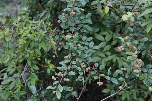 Loropetalum chinense (Jazz Hands® Pink Loropetalum) (alternate view 8)