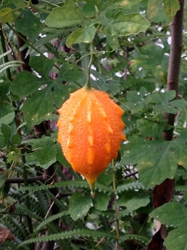 Momordica charantia (Bitter Melon) (alternate view 5)