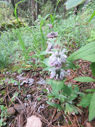 Monarda spp. (Bee Balm Mix)