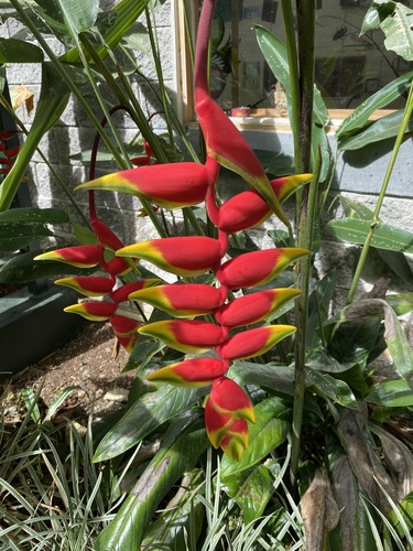 Heliconia rostrata (Hanging Lobster Claw)