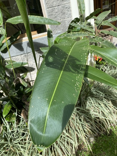 Heliconia rostrata (Hanging Lobster Claw)