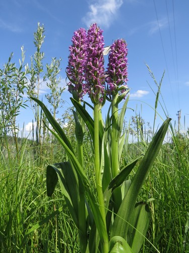 Dactylorhiza incarnata (Early Marsh-orchid)