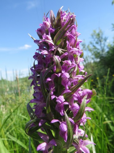 Dactylorhiza incarnata (Early Marsh-orchid)
