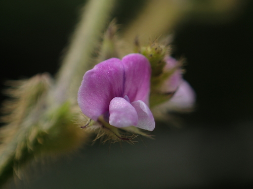 Glycine (Soybeans) (alternate view 5)
