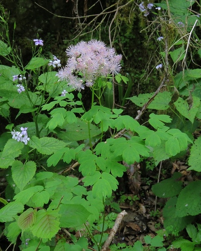 Thalictrum aquilegiifolium (Columbine Meadow Rue)