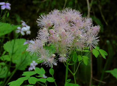 Thalictrum aquilegiifolium (Columbine Meadow Rue)