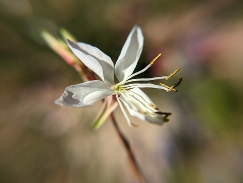 Oenothera lindheimeri (wandflower) (alternate view 3)