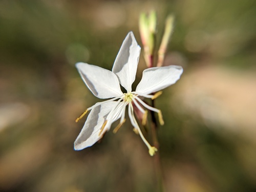 Oenothera lindheimeri (wandflower) (alternate view 4)