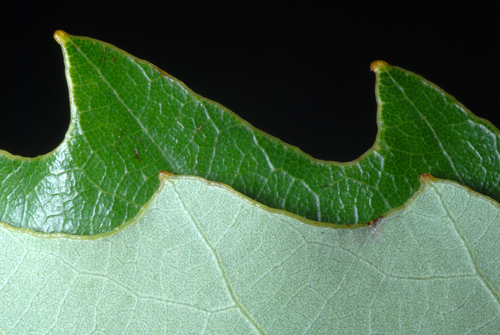 Quercus muehlenbergii (chinkapin oak) (alternate view 6)