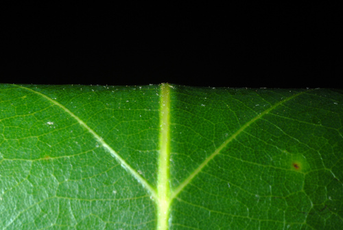 Quercus muehlenbergii (chinkapin oak) (alternate view 7)