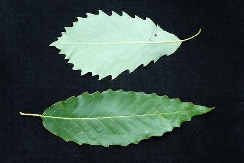 Quercus muehlenbergii (chinkapin oak) (alternate view 8)