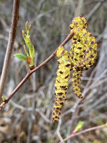 Alnus alnobetula (green alder) (alternate view 3)