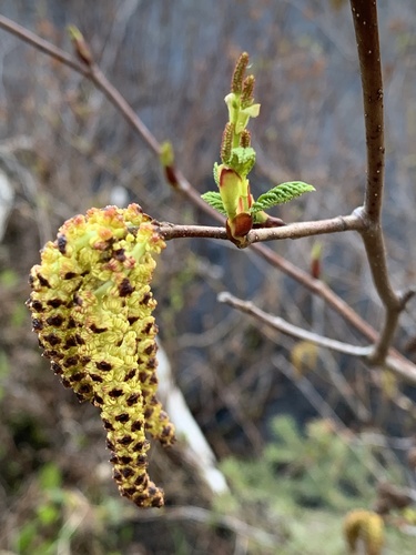 Alnus alnobetula (green alder) (alternate view 4)