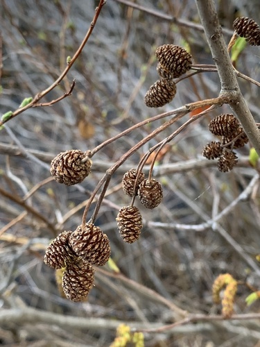 Alnus alnobetula (green alder) (alternate view 5)