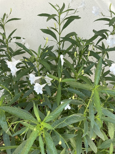 Ruellia simplex (Mexican Petunia)