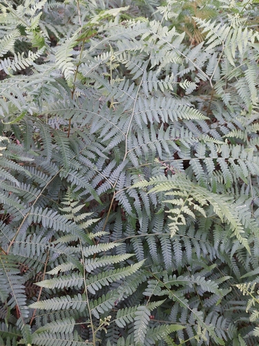 Hypolepis muelleri (Harsh Ground-fern) (alternate view 4)
