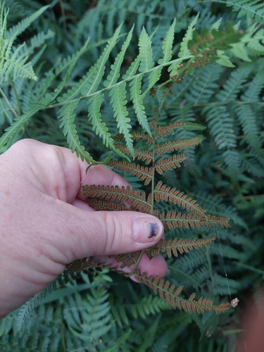 Hypolepis muelleri (Harsh Ground-fern) (alternate view 5)