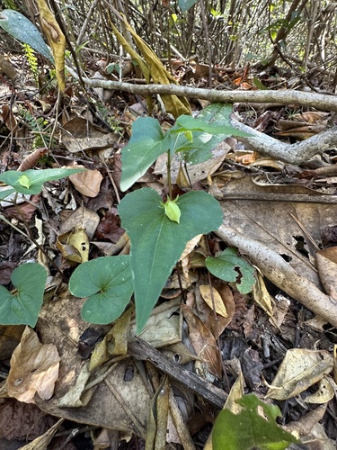Viola hastata (Halberd-leaved violet) (alternate view 9)
