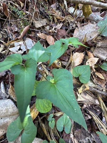 Viola hastata (Halberd-leaved violet) (alternate view 10)