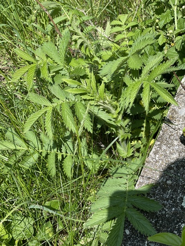 Agrimonia eupatoria (common agrimony)