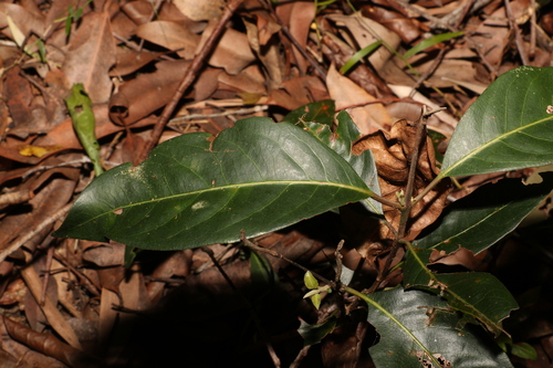 Rhodomyrtus psidioides (Native Guava) (alternate view 5)